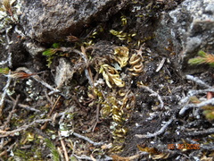 Homalothecium aureum