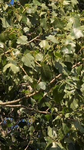 Black Poplar