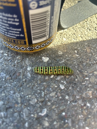 Old World Swallowtail