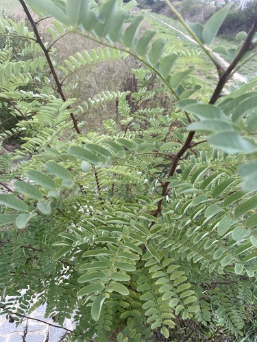 black locust