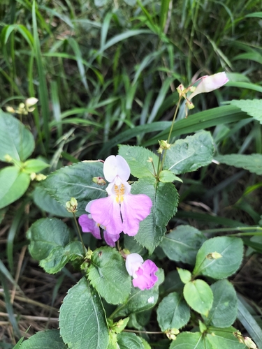 Kashmir Balsam