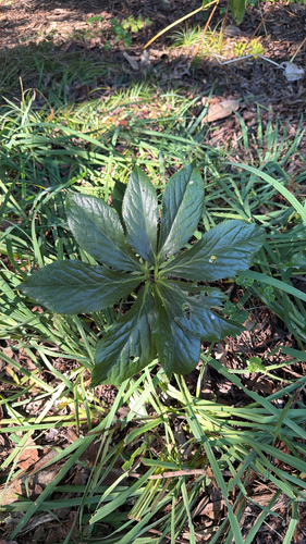 Lenten-rose