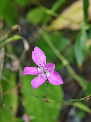 Maiden Pink