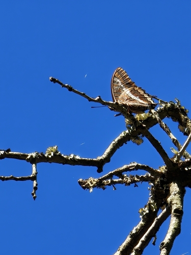 Two-tailed Pasha