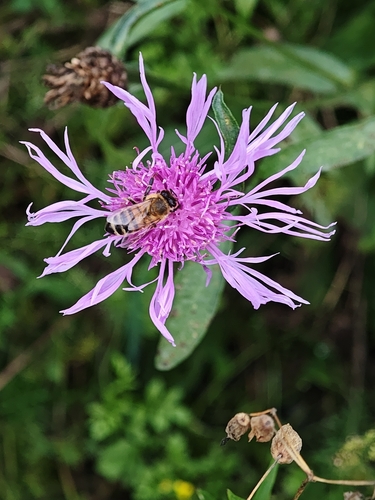 Centaurea jacea, photograph 1