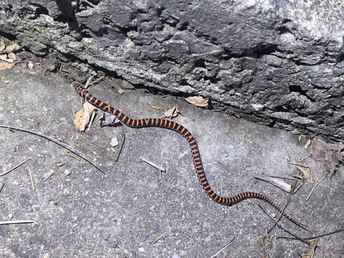 Red-banded Snake