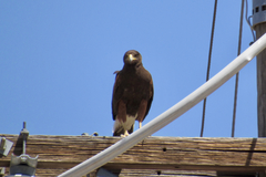 Parabuteo unicinctus