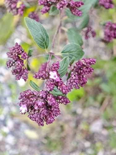 Oregano