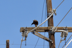 Parabuteo unicinctus