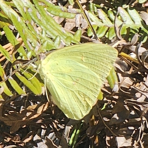 Cloudless Sulphur