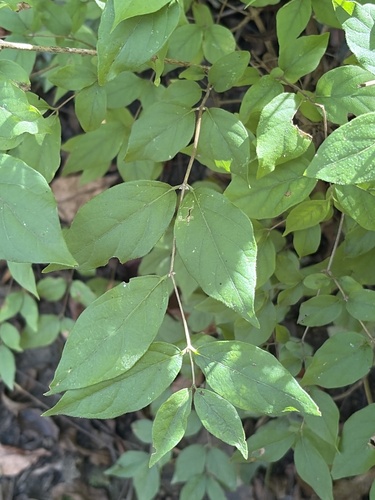Amur honeysuckle