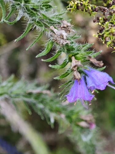 viper's-bugloss