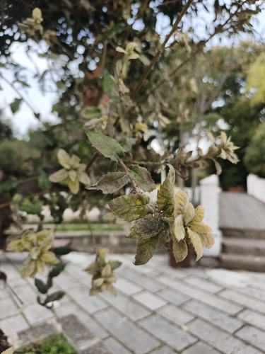 Quercus ilex, photograph 5