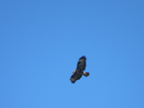 Common Buzzard