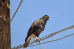 Parabuteo unicinctus