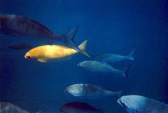 Kyphosus hawaiiensis