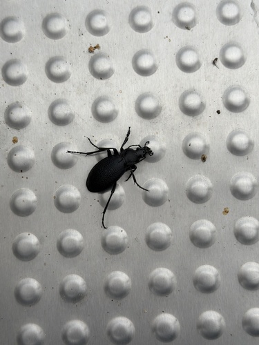 Leather Beetle