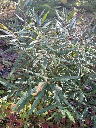 sweetfern
