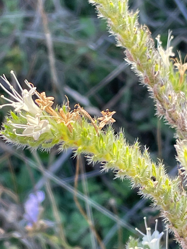Echium italicum