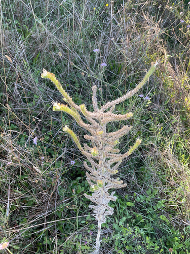 Echium italicum, photograph 2