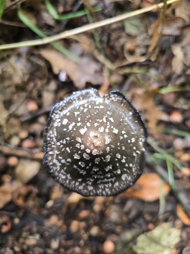 Magpie Inkcap