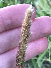 Polypogon interruptus