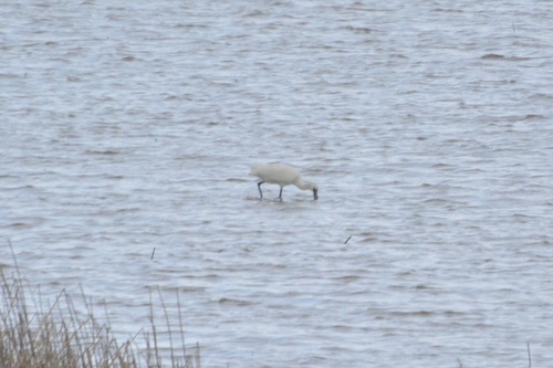 Black-faced Spoonbill