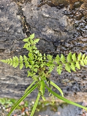 Cystopteris fragilis