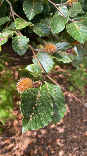 Fagus sylvatica, photograph 4