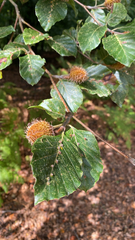 Fagus sylvatica, photograph (c) Jon Davies, some rights reserved (CC BY)