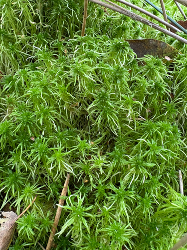 Sphagnum fimbriatum observed 2026-09-24