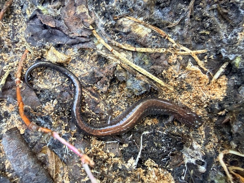 Eastern Red-backed Salamander