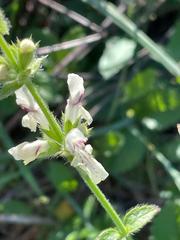 Stachys recta