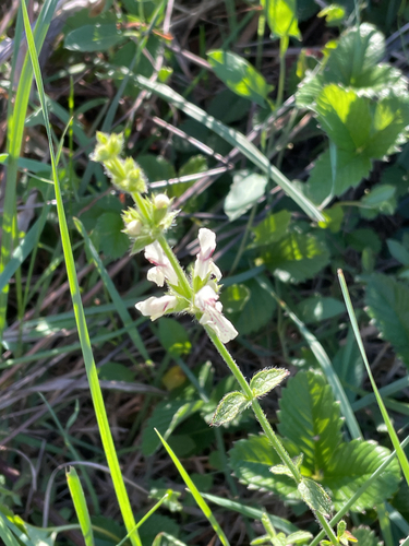 Stachys recta, photograph 2