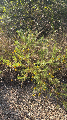 Bitterweed