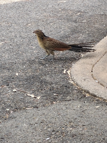Pheasant Coucal