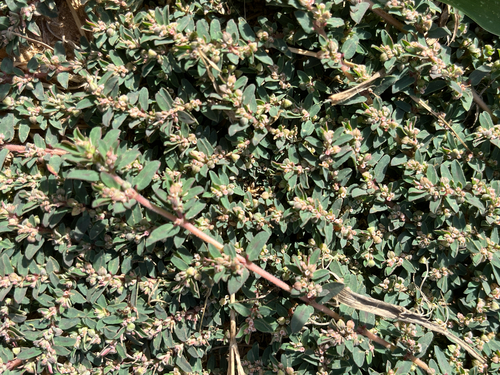Spotted spurge