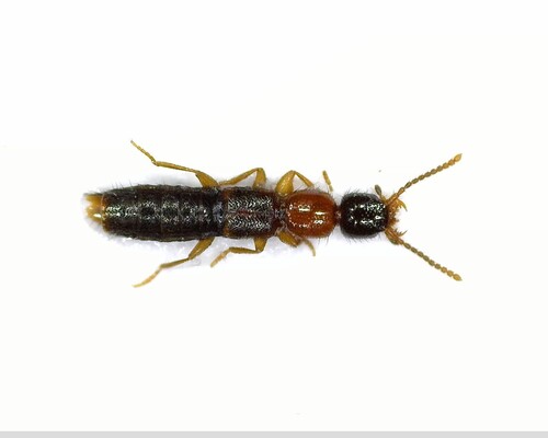 Sunius melanocephalus