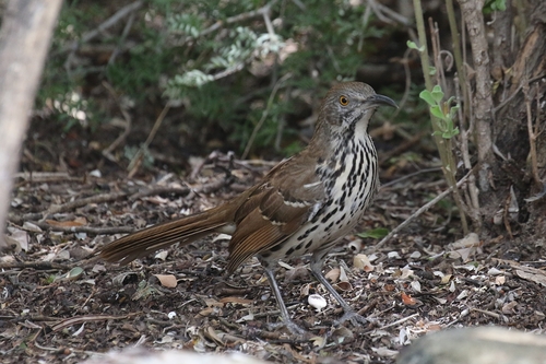 Long-billed Thrasher