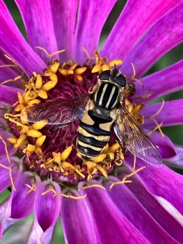 Narrow-headed Marsh Fly