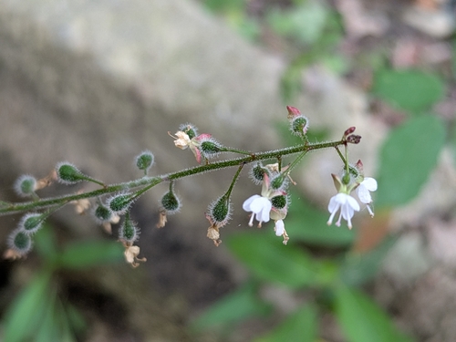 enchanter's-nightshade