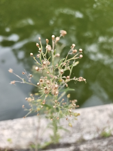 Erigeron sumatrensis, photograph 3