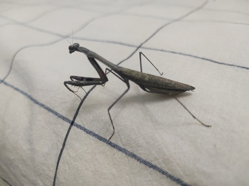Asian Jumping Mantis