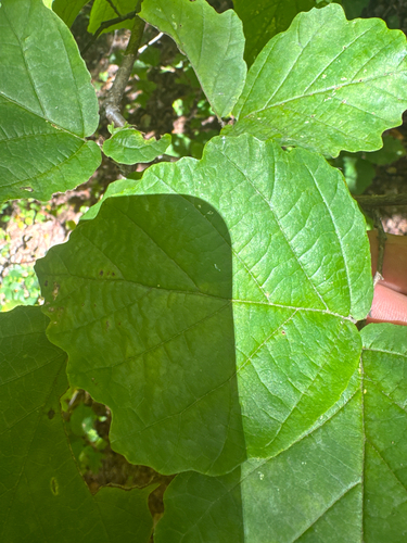 american witch-hazel