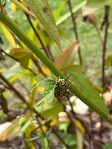 Monarch