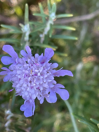 Scabiosa triandra