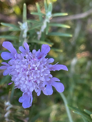 Scabiosa triandra