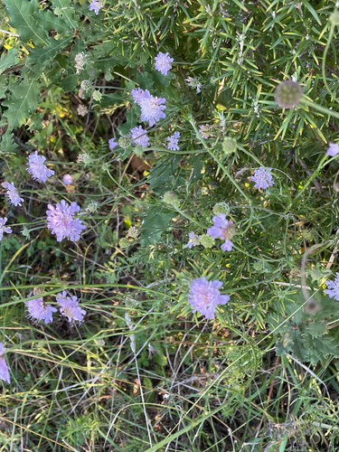 Scabiosa triandra, photograph 2