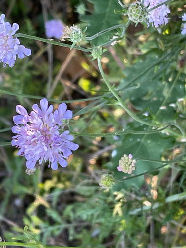 Scabiosa triandra, photograph 3