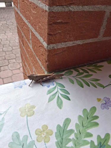 Egyptian Bird Grasshopper